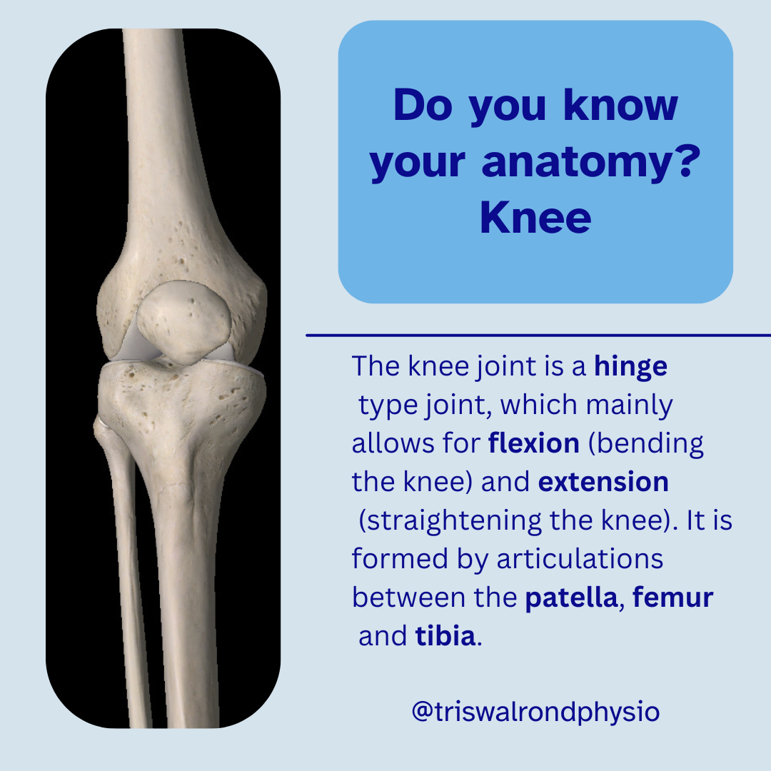 Anatomy of the knee.zip - 1