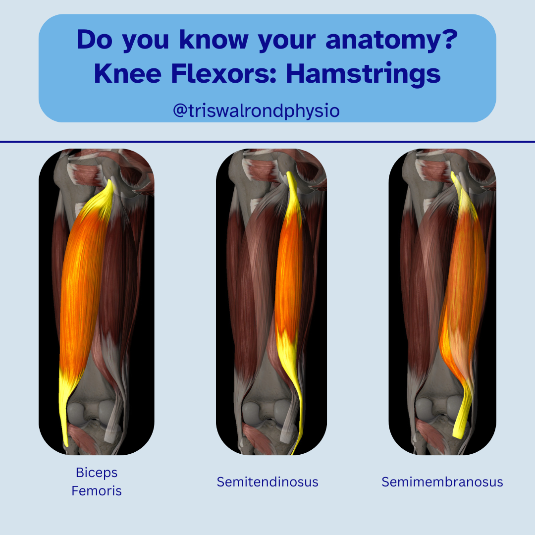 Anatomy of the knee.zip - 6