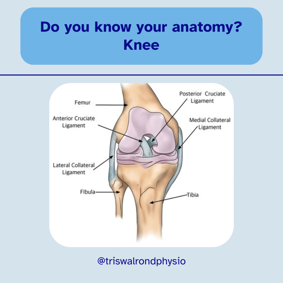 Anatomy of the knee.zip - 2