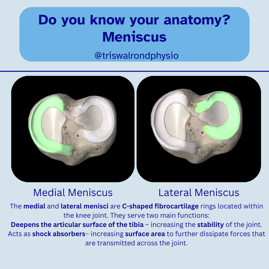 Anatomy of the knee.zip - 7