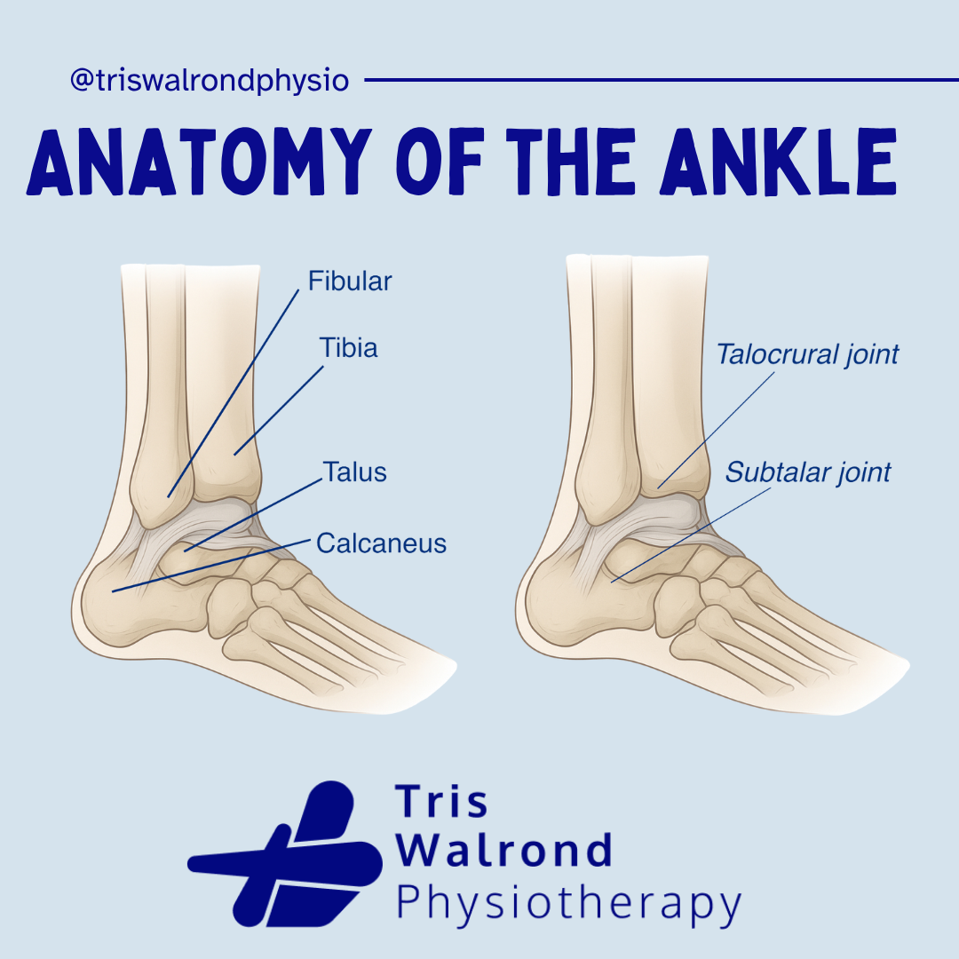 Epidemiology ankle sprains.zip - 10