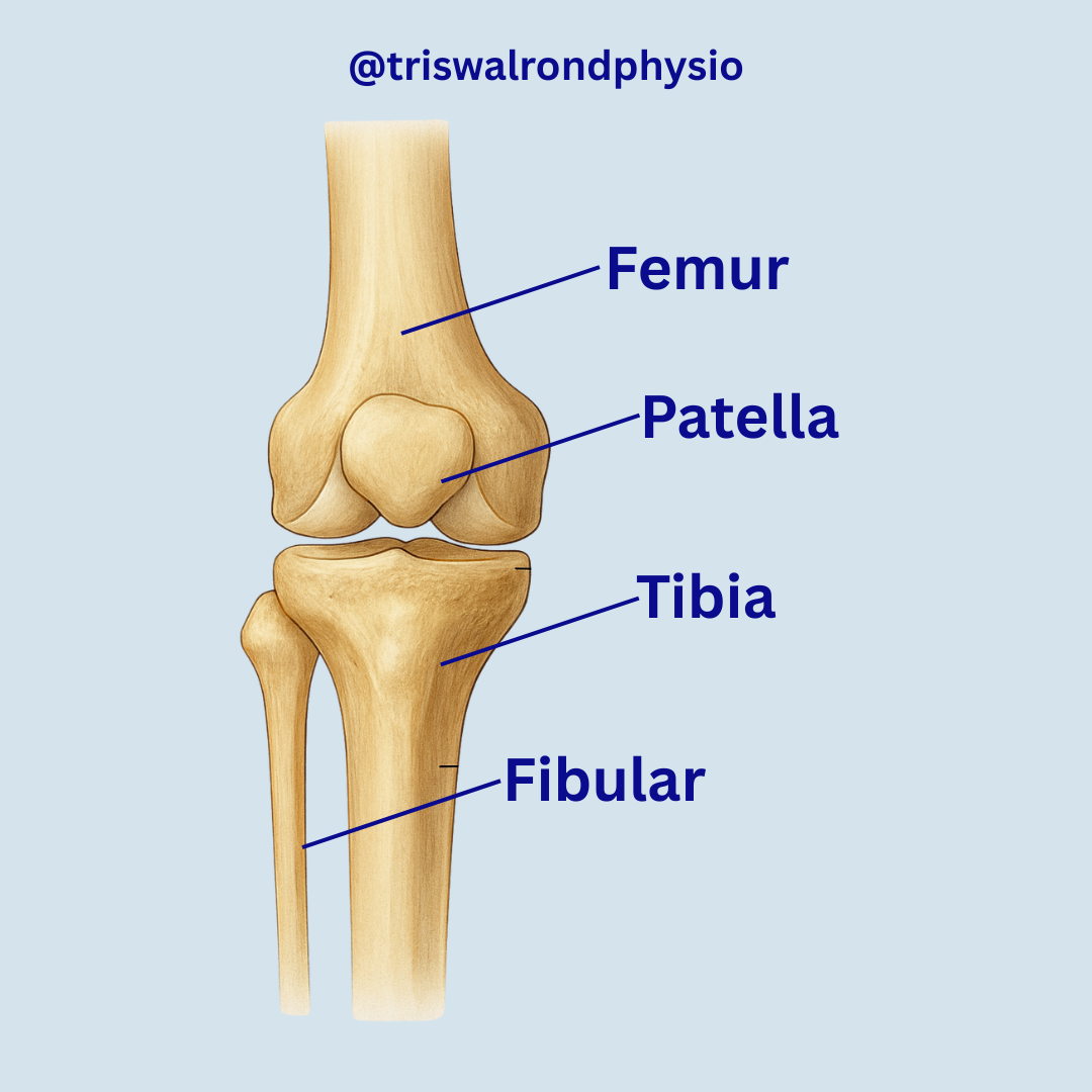 Anatomy of the knee.zip - 8