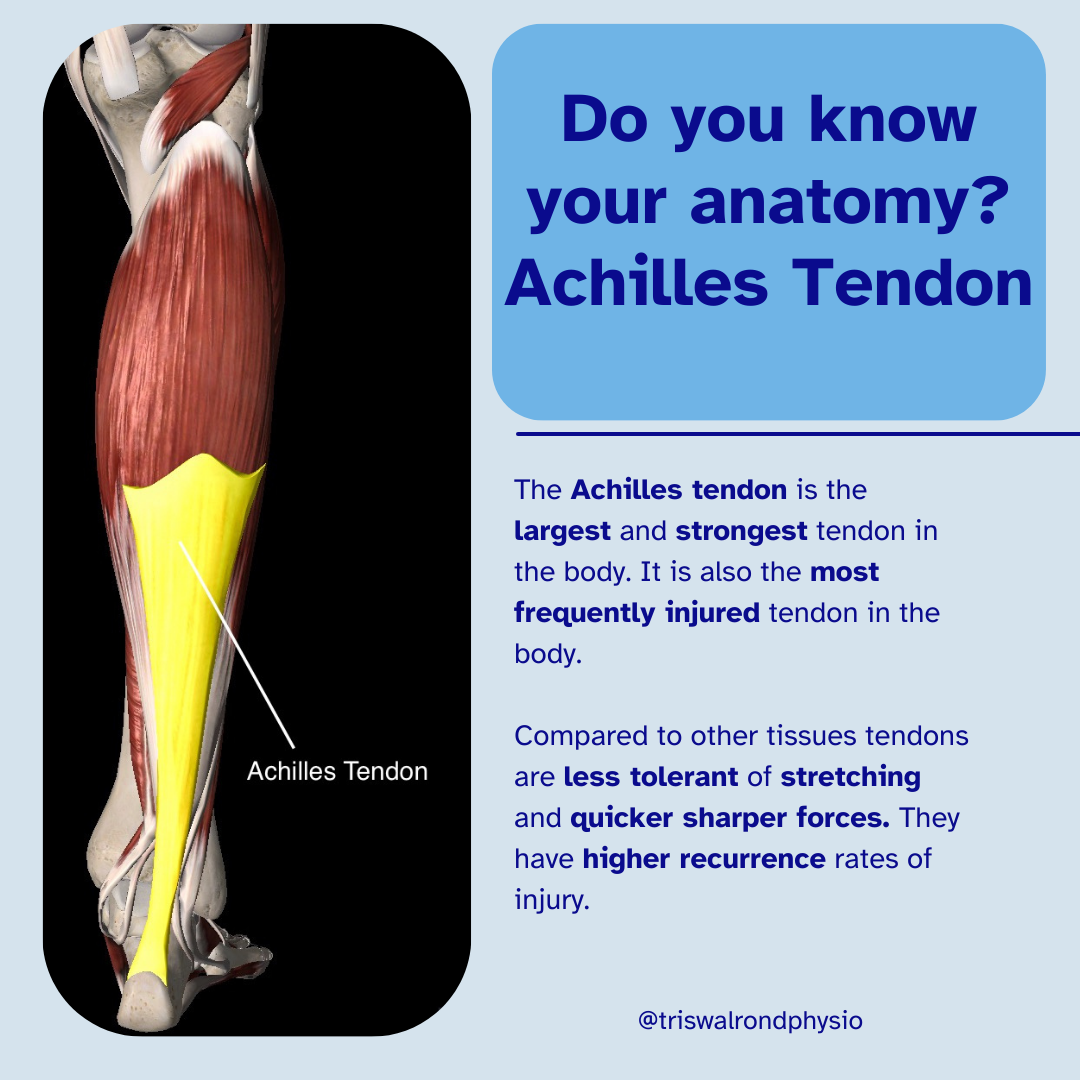Calf anatomy instagram
