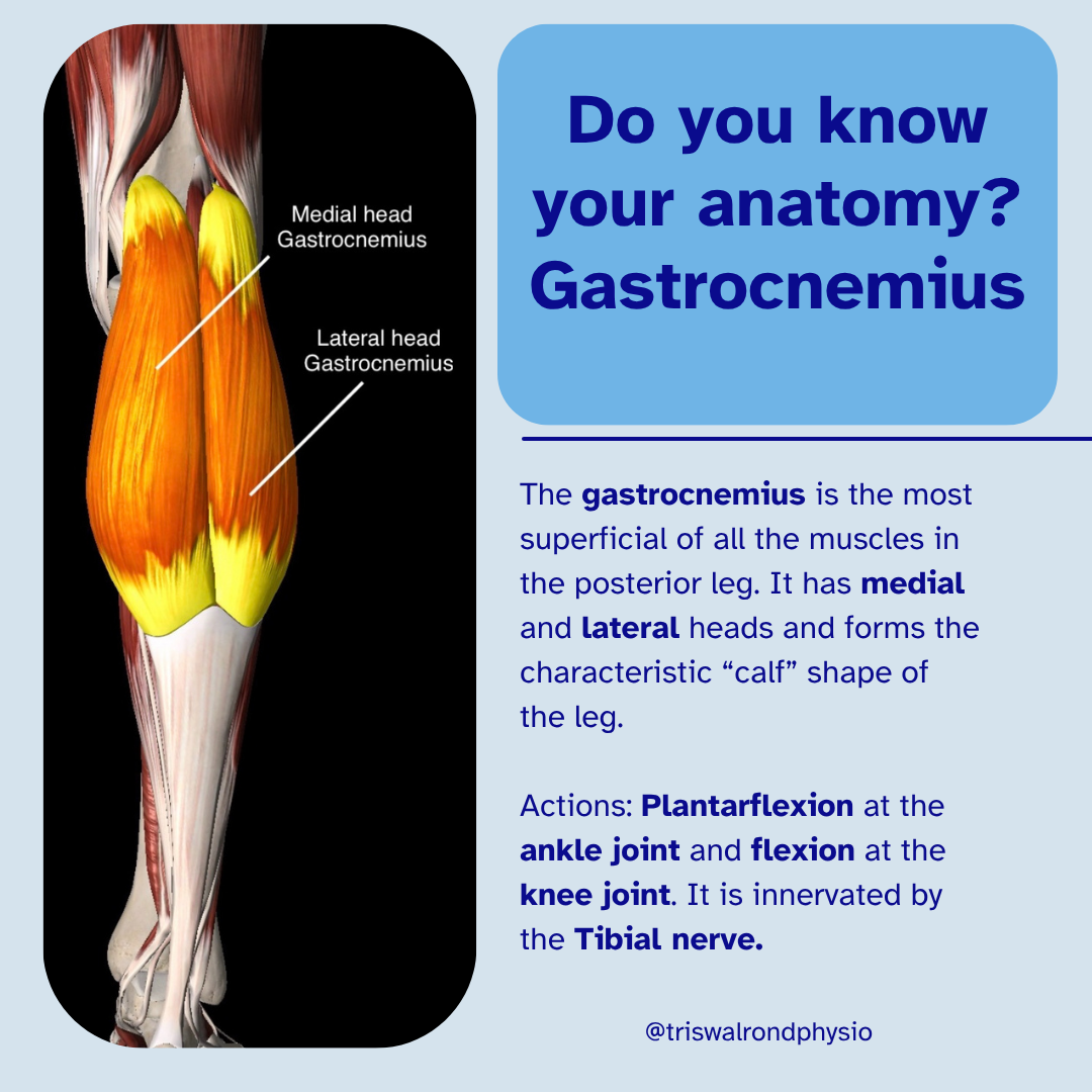 Calf anatomy.zip - 7
