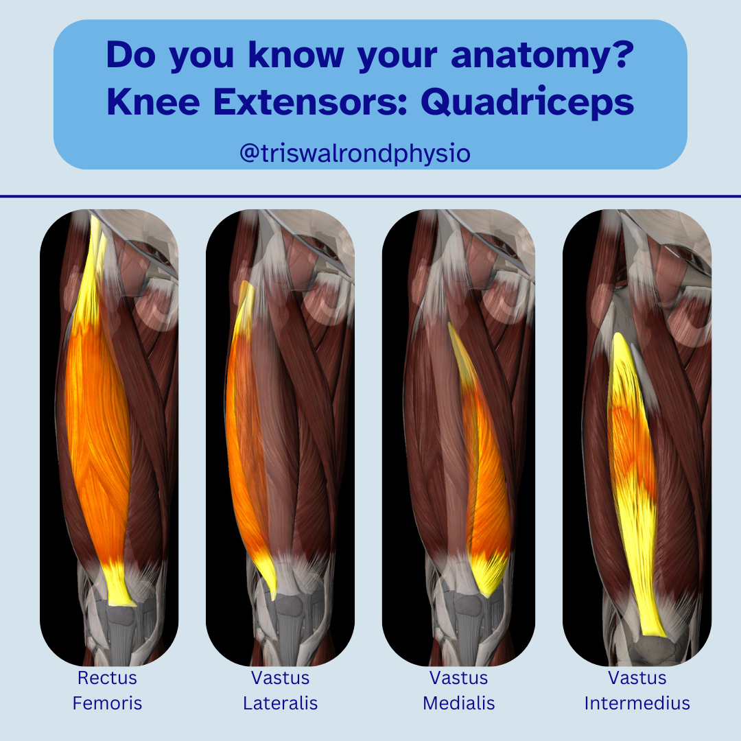 Anatomy of the knee.zip - 5